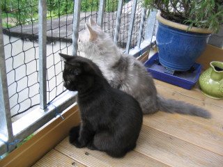 Teddy & Mücke